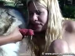 Red dog genitalia being licked by a bitch